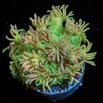 Lovers Goniopora Coral with flower-like polyps in reef aquarium