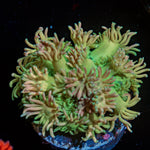 Lovers Goniopora Coral with flower-like polyps in reef aquarium