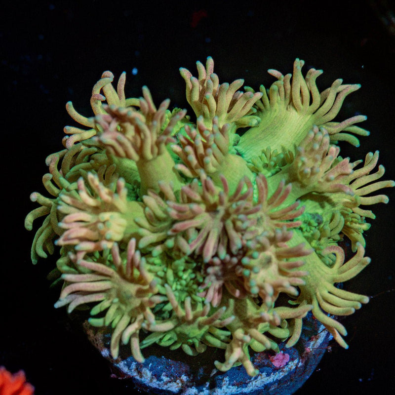 Lovers Goniopora Coral