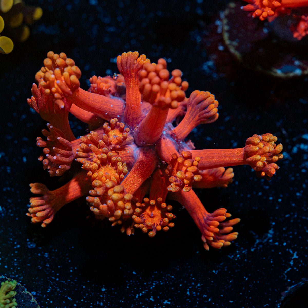 Lovers Goniopora Coral with flower-like polyps in reef aquarium