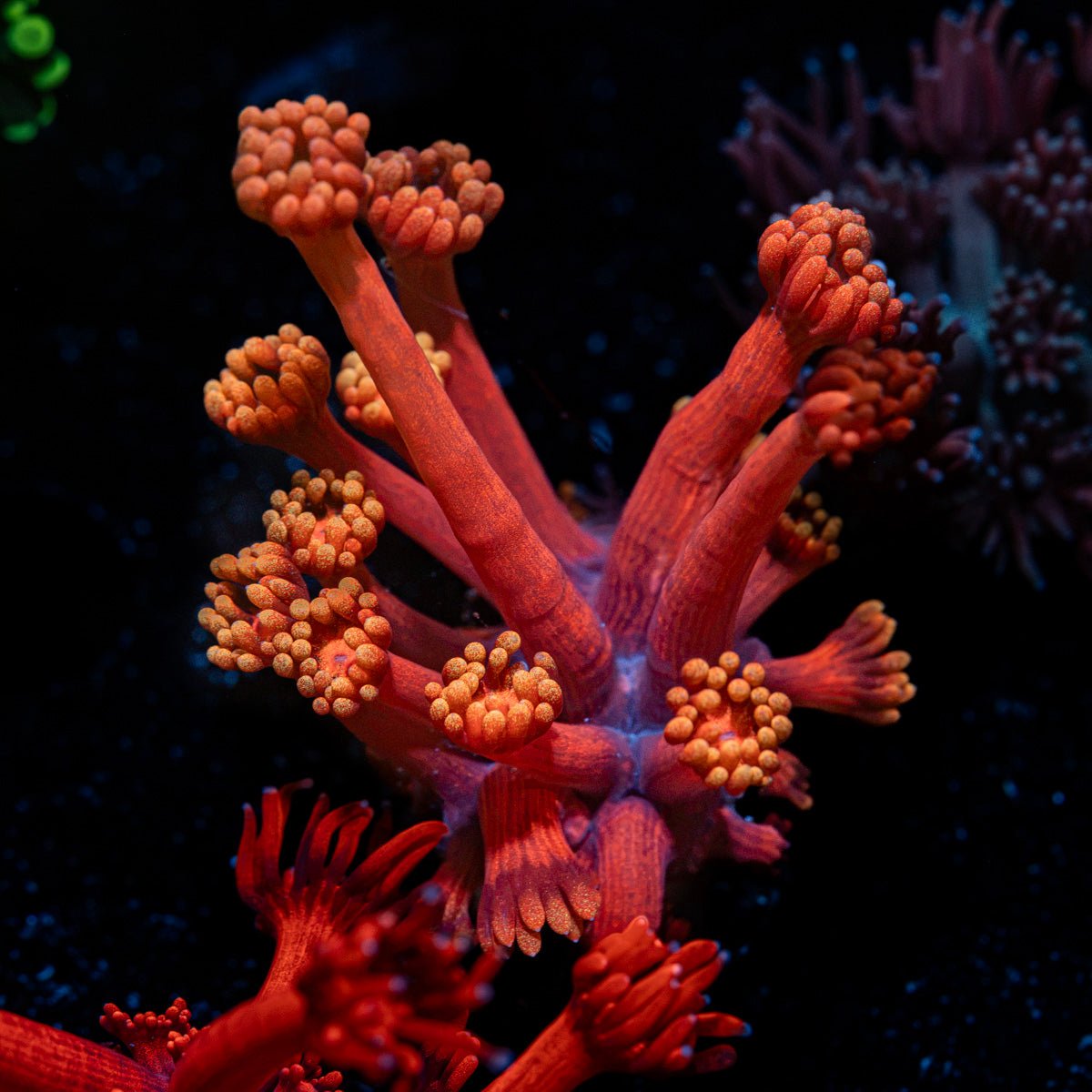 Lovers Goniopora Coral with flower-like polyps in reef aquarium