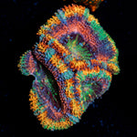 Lunar Eclepis Rainbow Acan Coral with fleshy polyps in reef aquarium