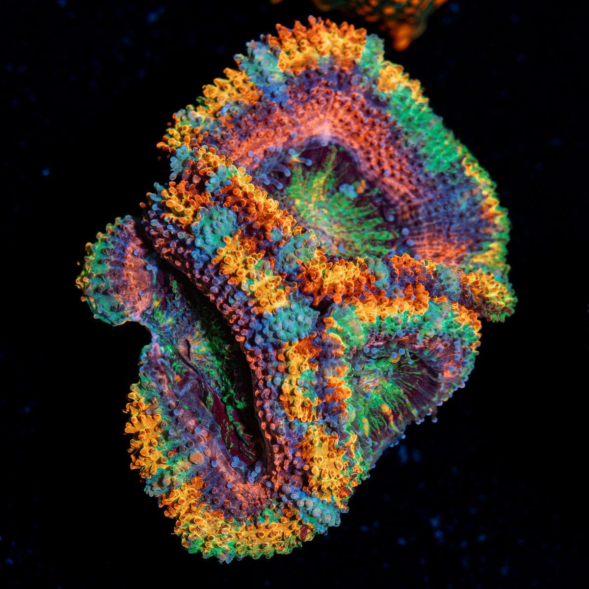 Lunar Eclepis Rainbow Acan Coral with fleshy polyps in reef aquarium