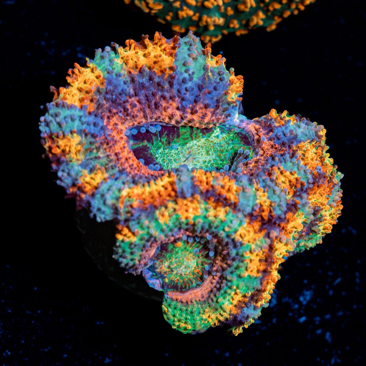 Lunar Eclepis Rainbow Acan Coral with fleshy polyps in reef aquarium