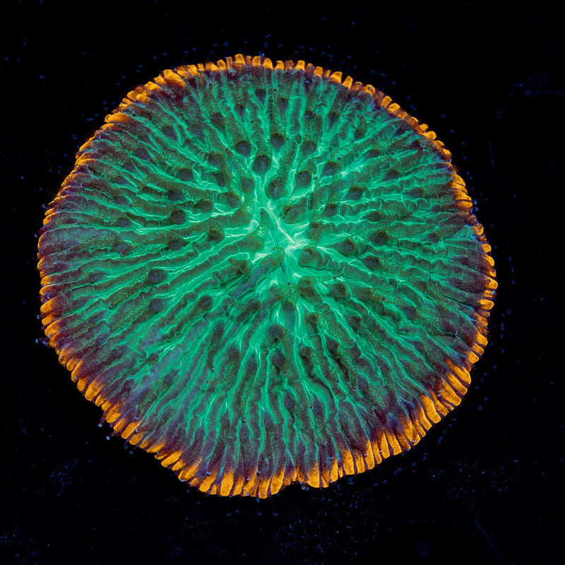 Lunar Eclipse Fungia Plate Coral with fleshy open polyp in reef aquarium