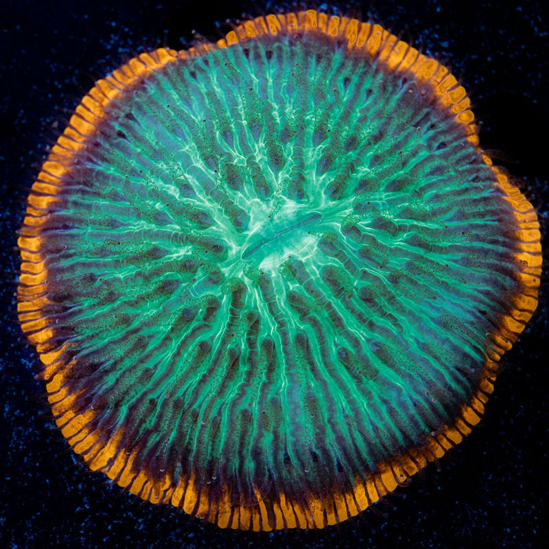 Lunar Eclipse Fungia Plate Coral with fleshy open polyp in reef aquarium