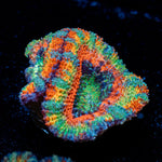 Lunar Eclipse Rainbow Acan coral with fleshy polyps in reef aquarium
