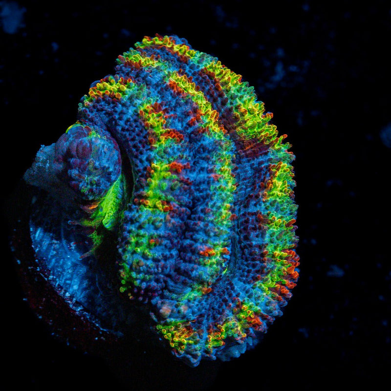 Lunar Eclipse Rainbow Acan Coral with fleshy polyps in reef aquarium