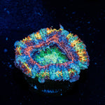 Lunar Eclipse Rainbow Acan with fleshy polyps in reef aquarium