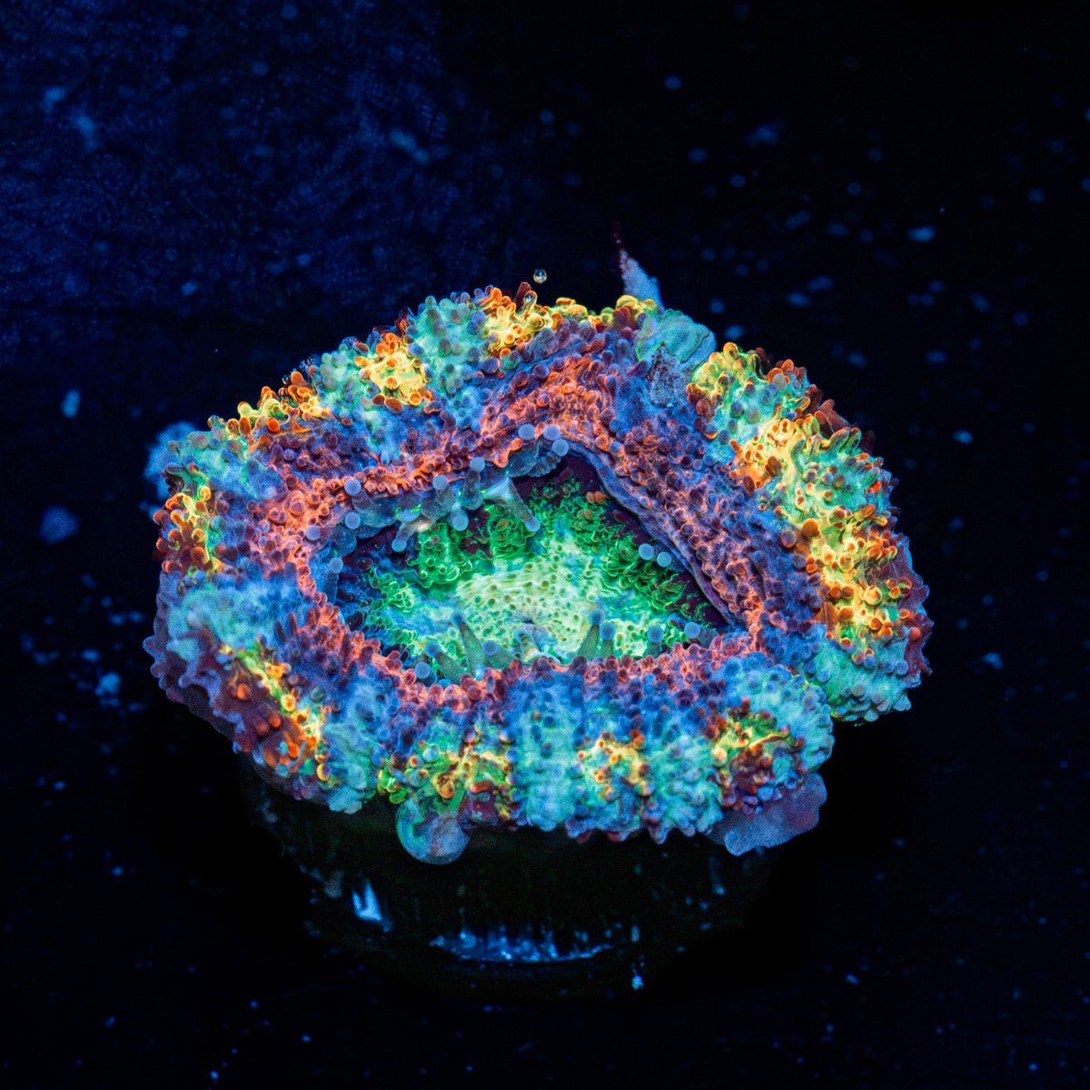 Lunar Eclipse Rainbow Acan with fleshy polyps in reef aquarium