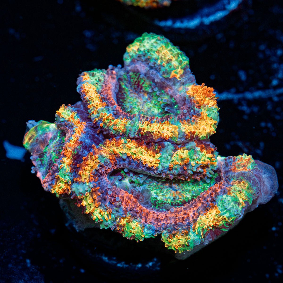 Lunar Eclipse Rainbow Acan with fleshy polyps in reef aquarium