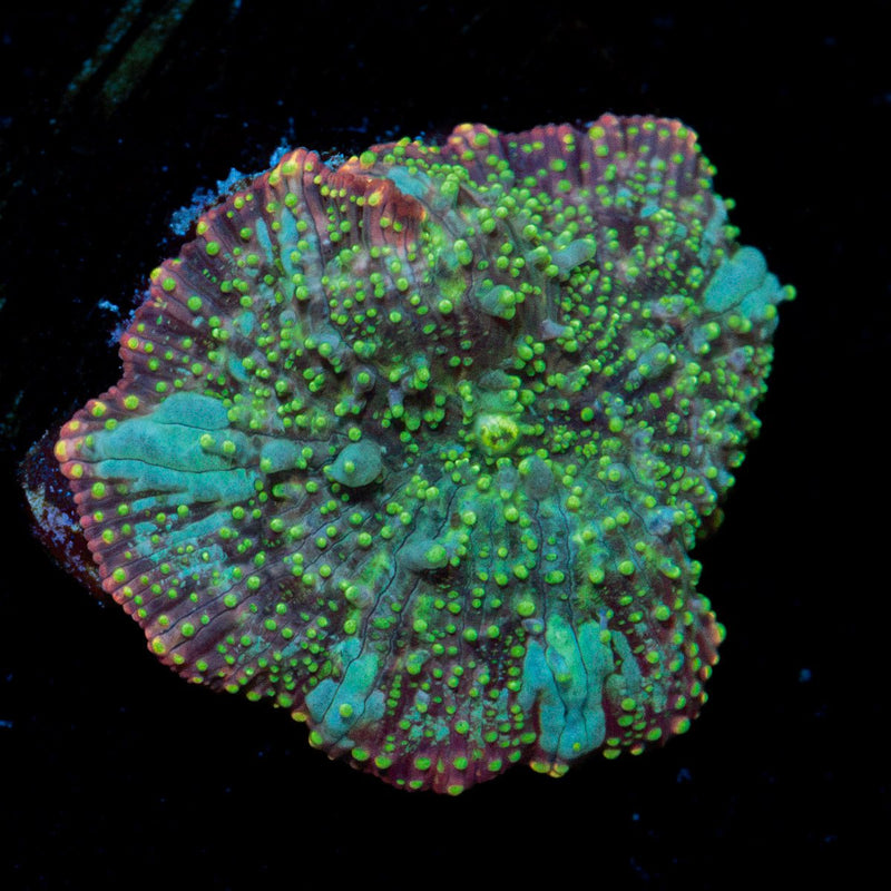 Lunar Interstellar Mushroom Coral with mushroom disc in reef aquarium