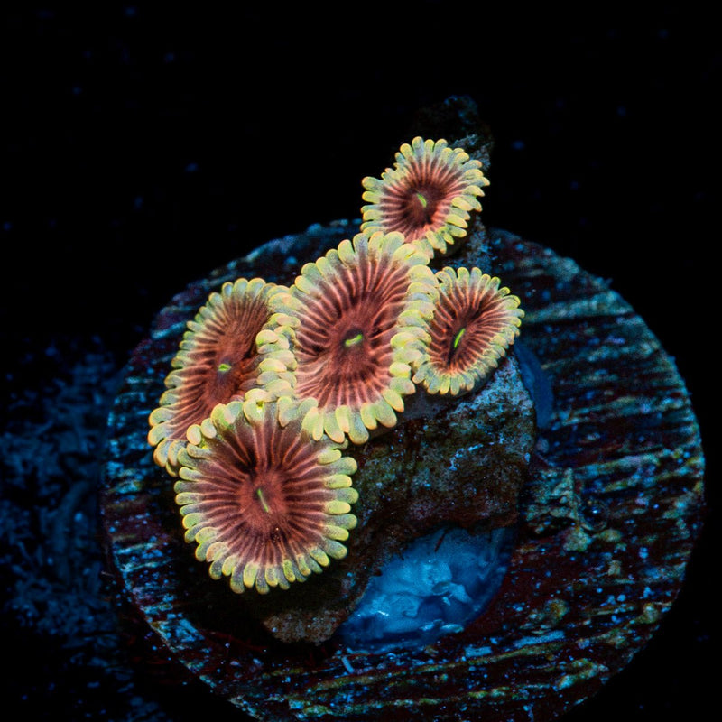 Lunar Lemonade Zoanthid Coral colony growth in reef aquarium