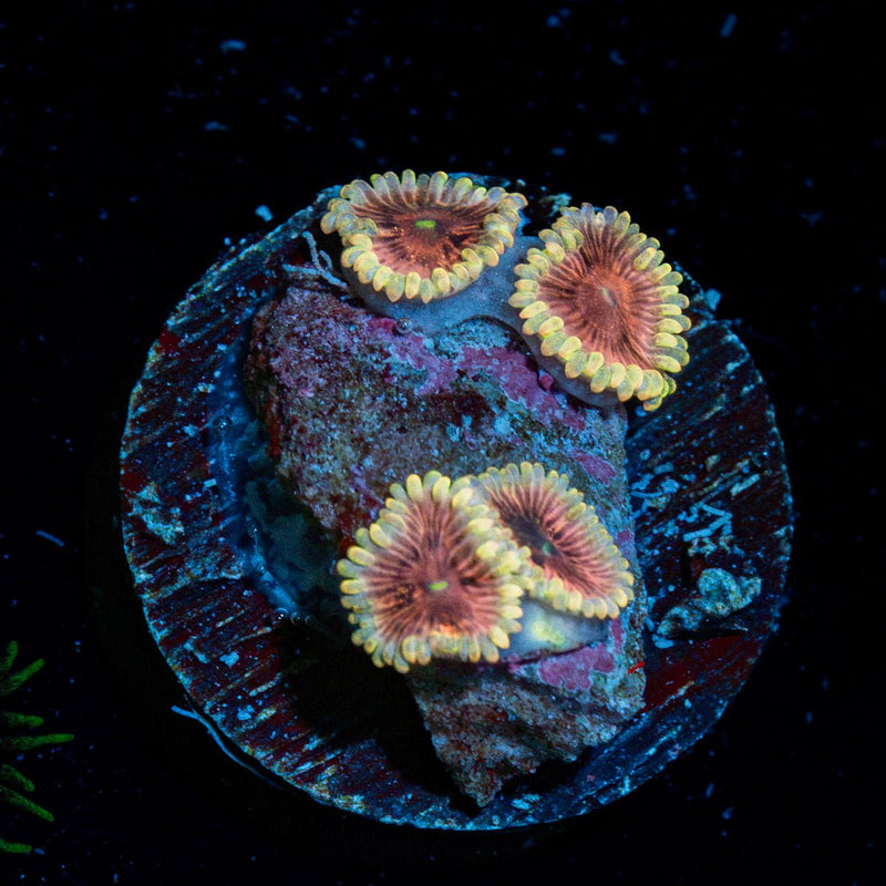Lunar Lemonade Zoanthid Coral with colony growth in reef aquarium