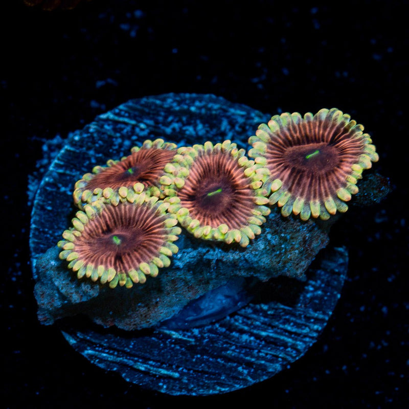 Lunar Lemonaids Zoanthid Coral colony growth in reef aquarium