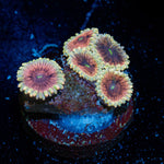 Lunar Lemonaids Zoanthid colony growth in reef aquarium