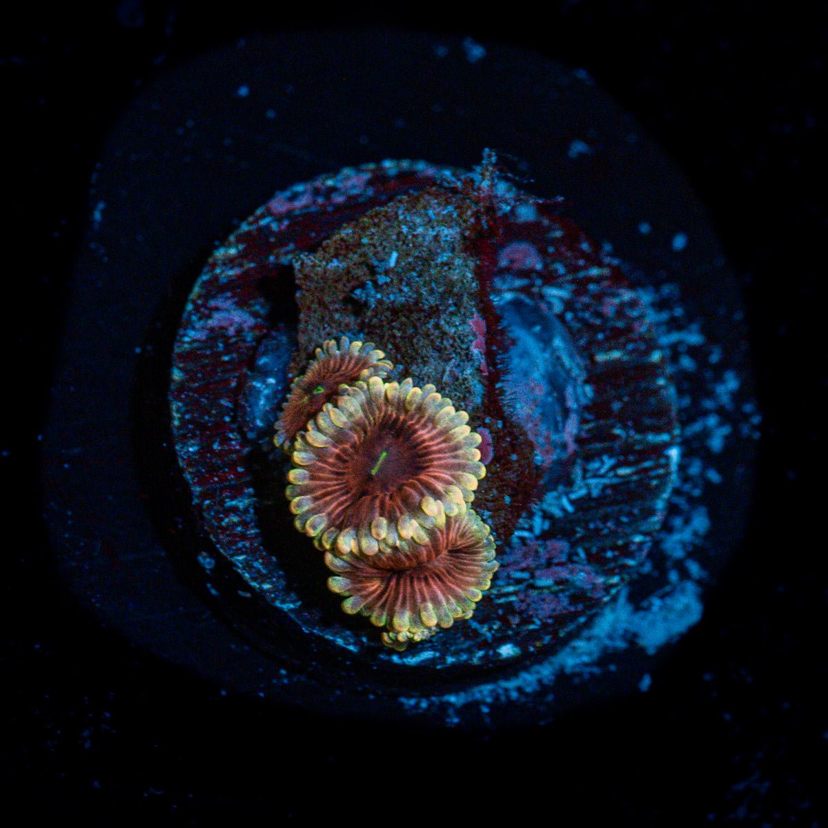 Lunar Zoanthid Coral with colony growth in reef aquarium