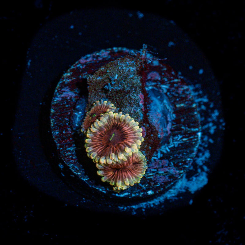 Lunar Zoanthid Coral with colony growth in reef aquarium