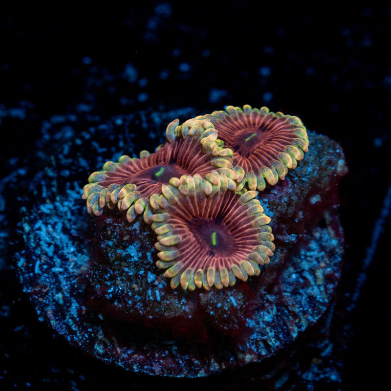 Lunar Zoanthid Coral with colony growth in reef aquarium
