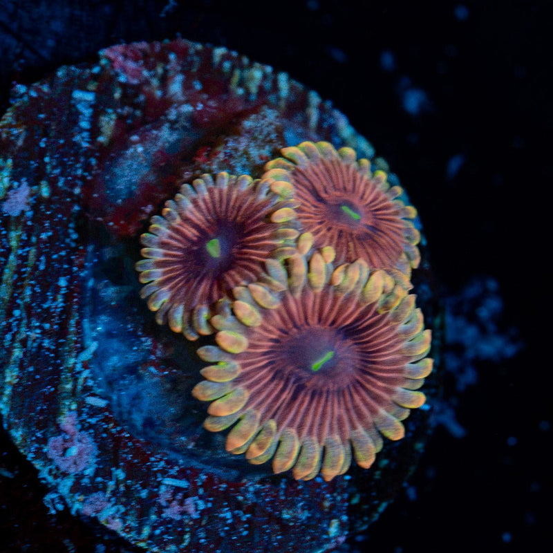 Lunar Zoanthid Coral colony growth in reef aquarium
