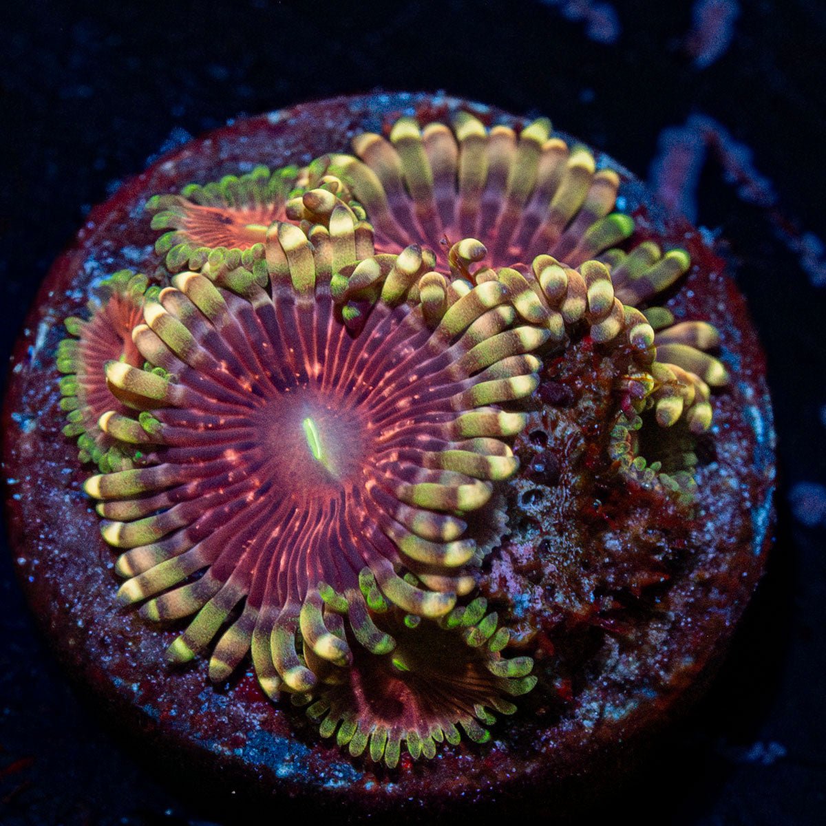 Lush Lunar Zoanthid with mat-forming colony in a reef aquarium