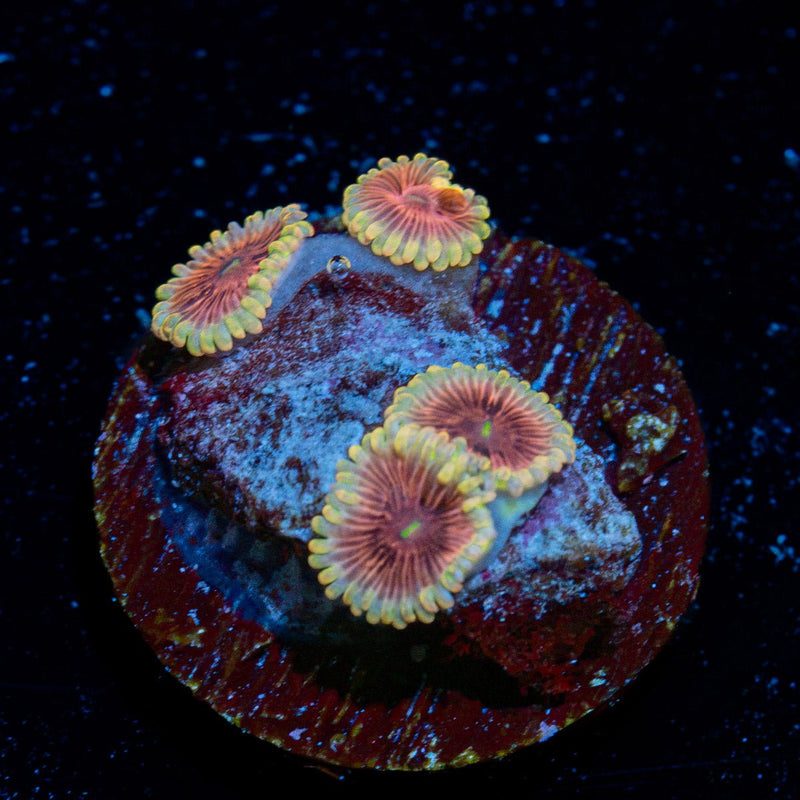 Lush Lunars Zoanthid Coral with colony growth in reef aquarium
