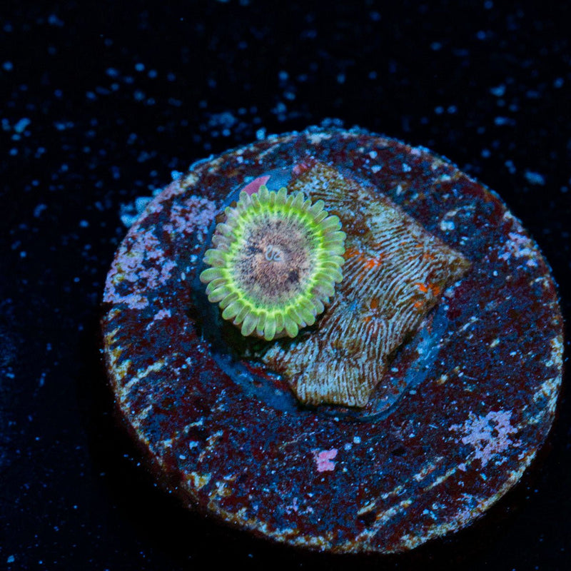 Lush Lunars Zoanthid Coral with colony growth in reef aquarium