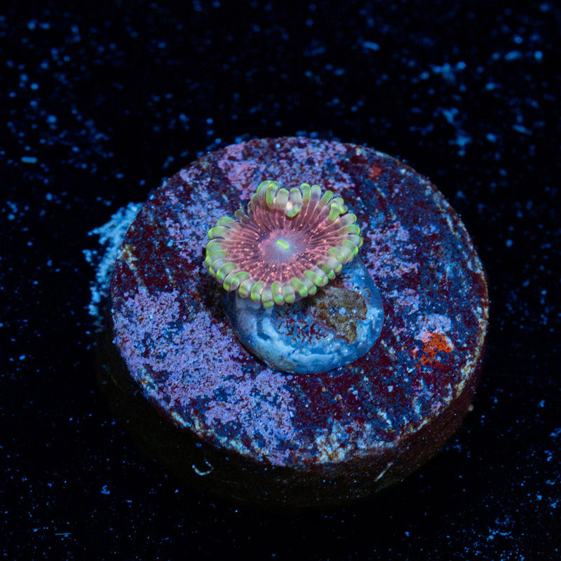 Lush Lunars Zoanthid Coral colony growth in reef aquarium