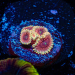 Lush Lunars Zoanthid Coral colony growth in reef aquarium