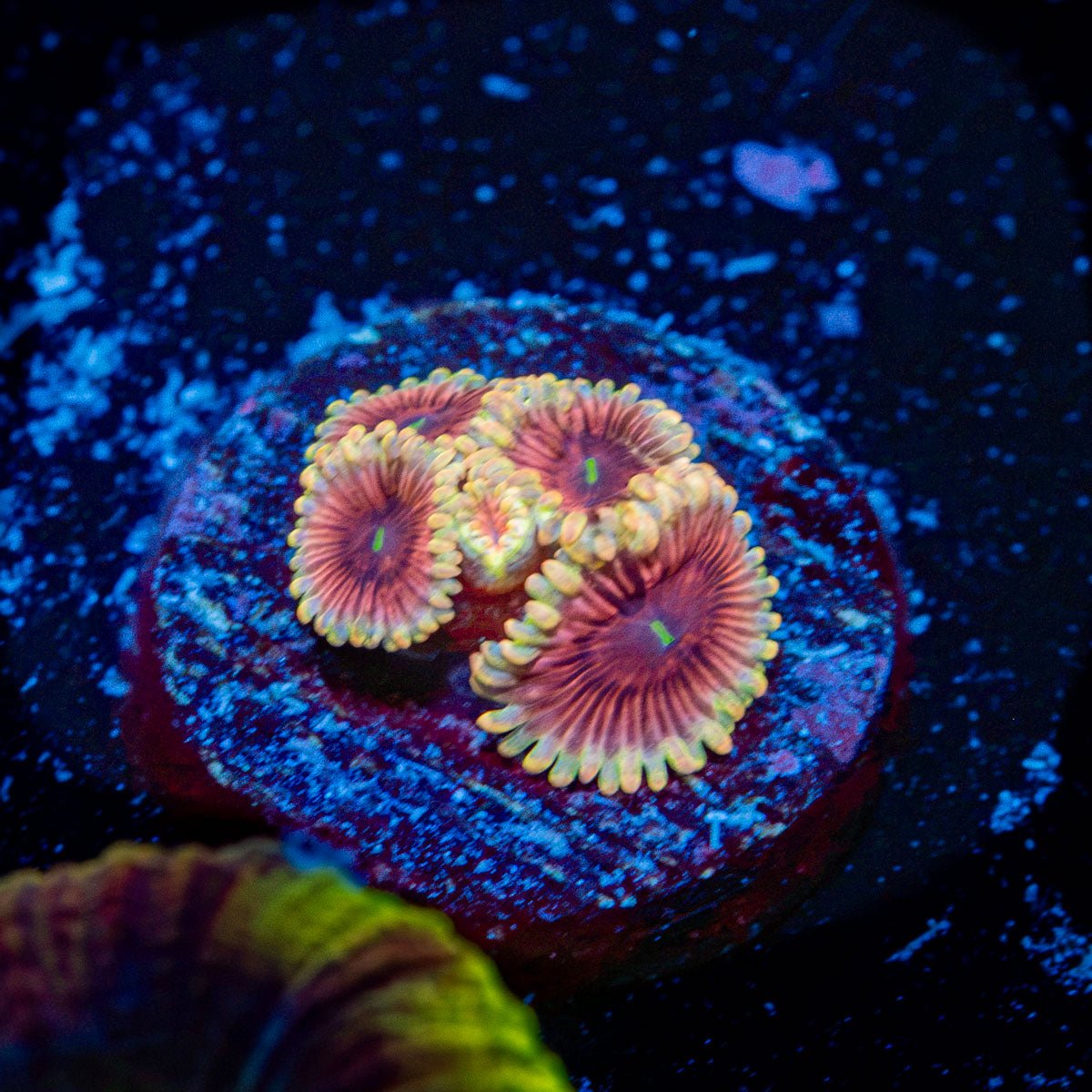 Lush Lunars Zoanthid Coral colony growth in reef aquarium