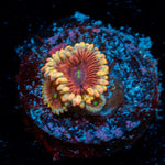 Lush Lunars Zoanthid Coral with colony growth in reef aquarium