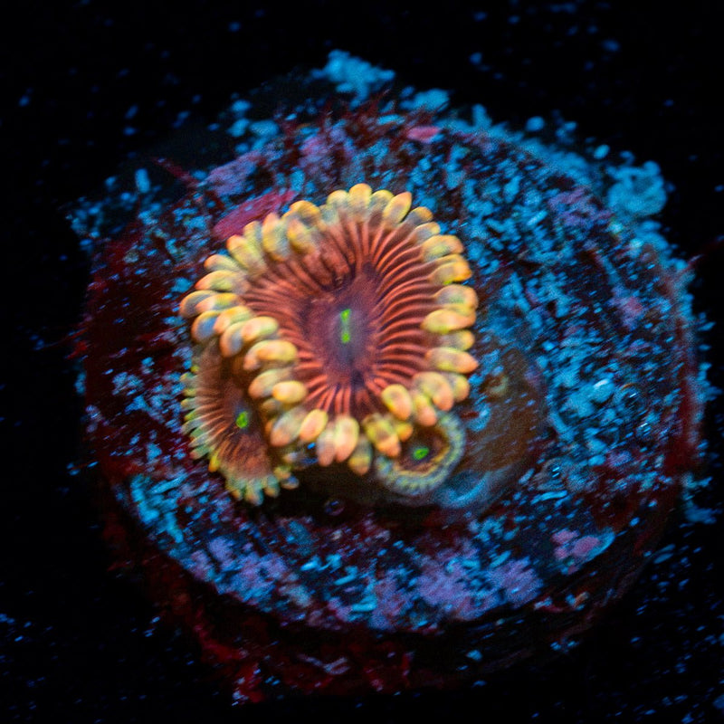 Lush Lunars Zoanthid Coral with colony growth in reef aquarium