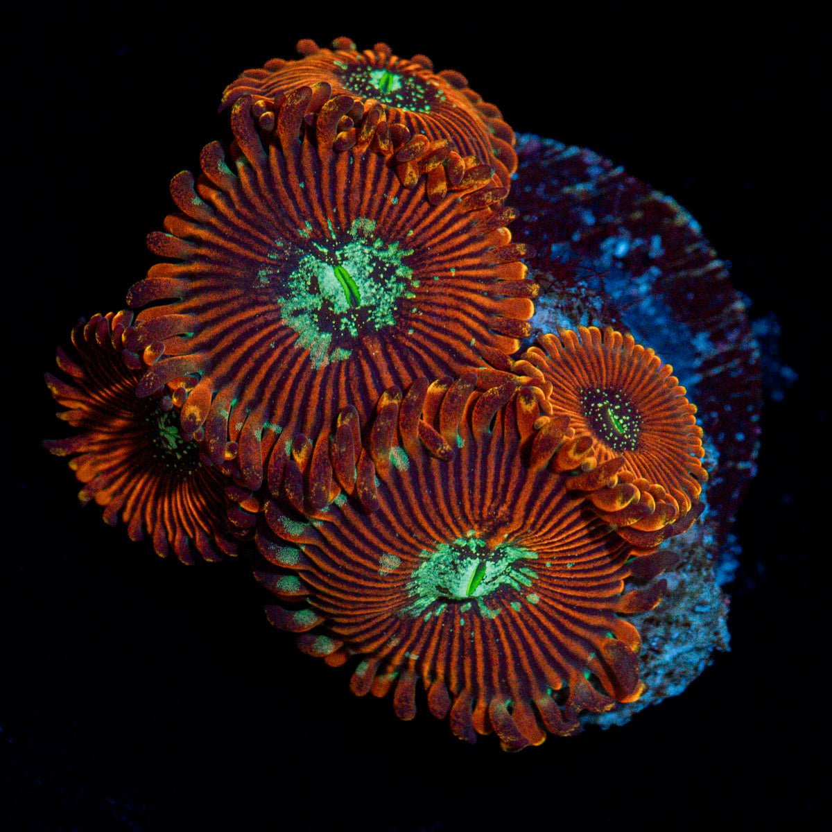 Magician Zoanthid Coral colony growth in reef aquarium