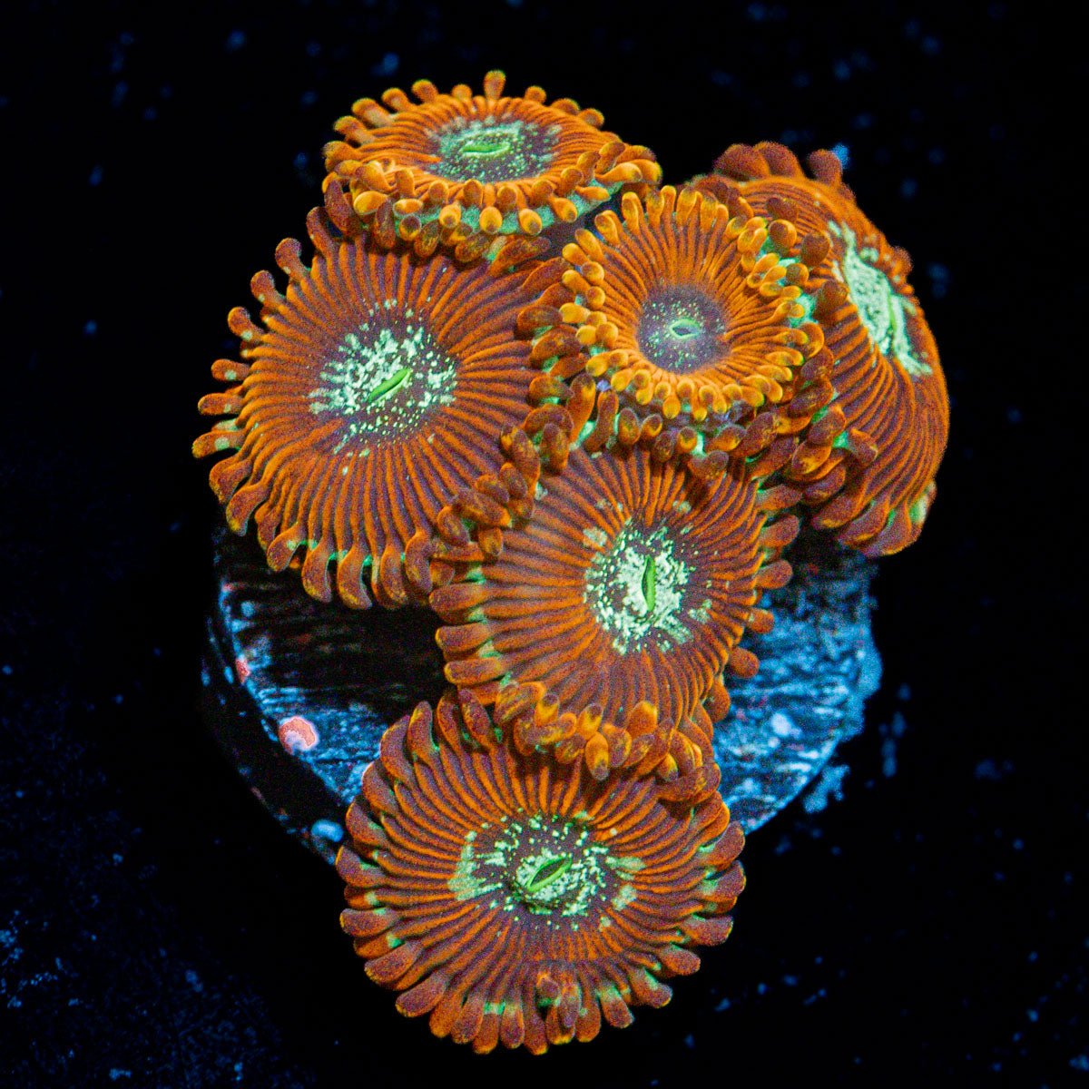 Magician Zoanthid Coral colony growth in reef aquarium