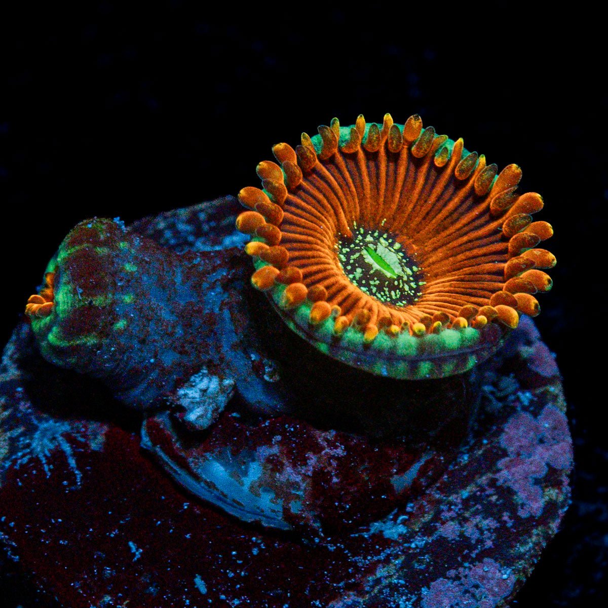 Magician Zoanthid Coral colony growth in reef aquarium