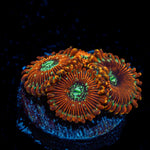 Magician Zoanthid Coral with colony growth in reef aquarium