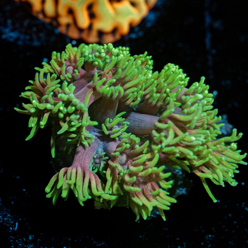 Majin Boo Goniopora Coral with flower-like polyps in reef aquarium