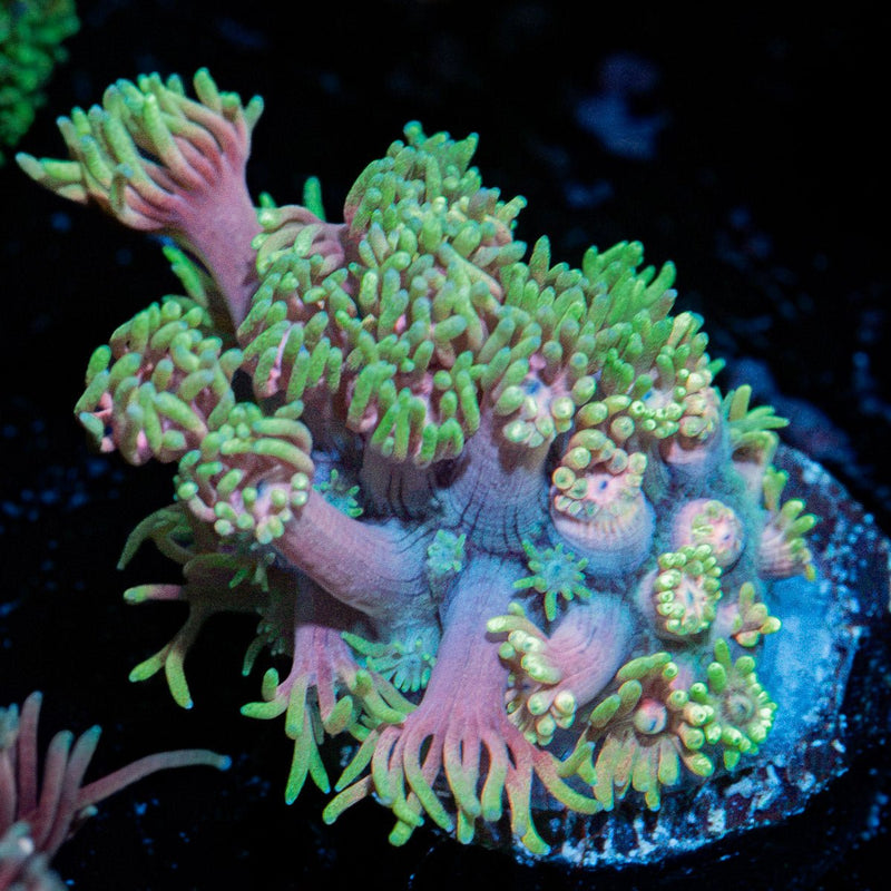 Majin Boo Goniopora Coral with flower-like polyps in reef aquarium