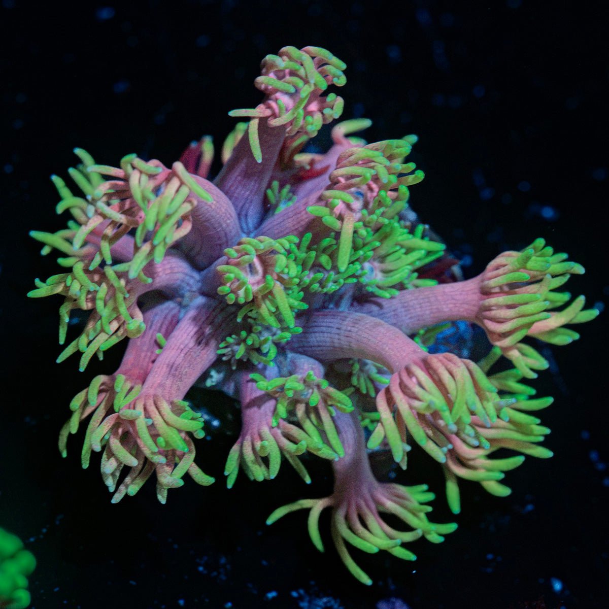 Majin Boo Goniopora Coral with flower-like polyps in reef aquarium