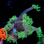 Majin Boo Goniopora Coral with flower-like polyps in reef aquarium