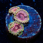 Majins Boos Zoanthid colony growth in reef aquarium