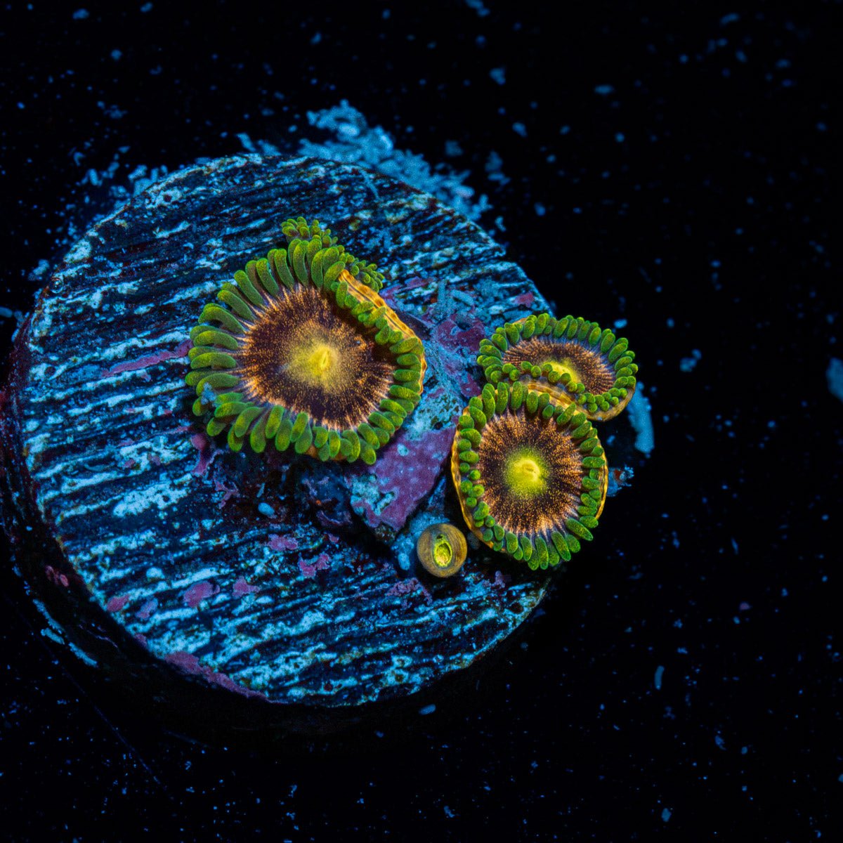 Major Lazer Zoanthid Coral colony growth in reef aquarium