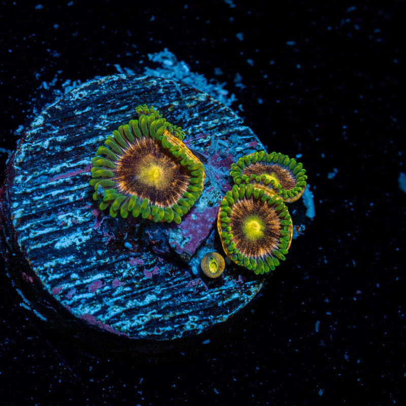 Major Lazer Zoanthid Coral colony growth in reef aquarium