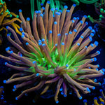 Mardi Gra Torch Euphyllia with flowing tentacles in reef aquarium