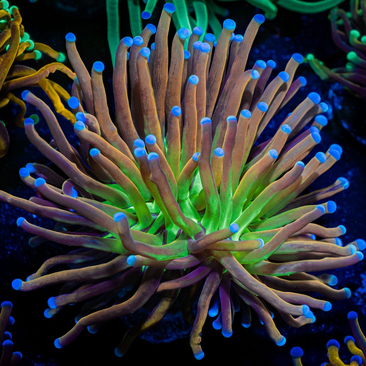Mardi Gra Torch Euphyllia with flowing tentacles in reef aquarium