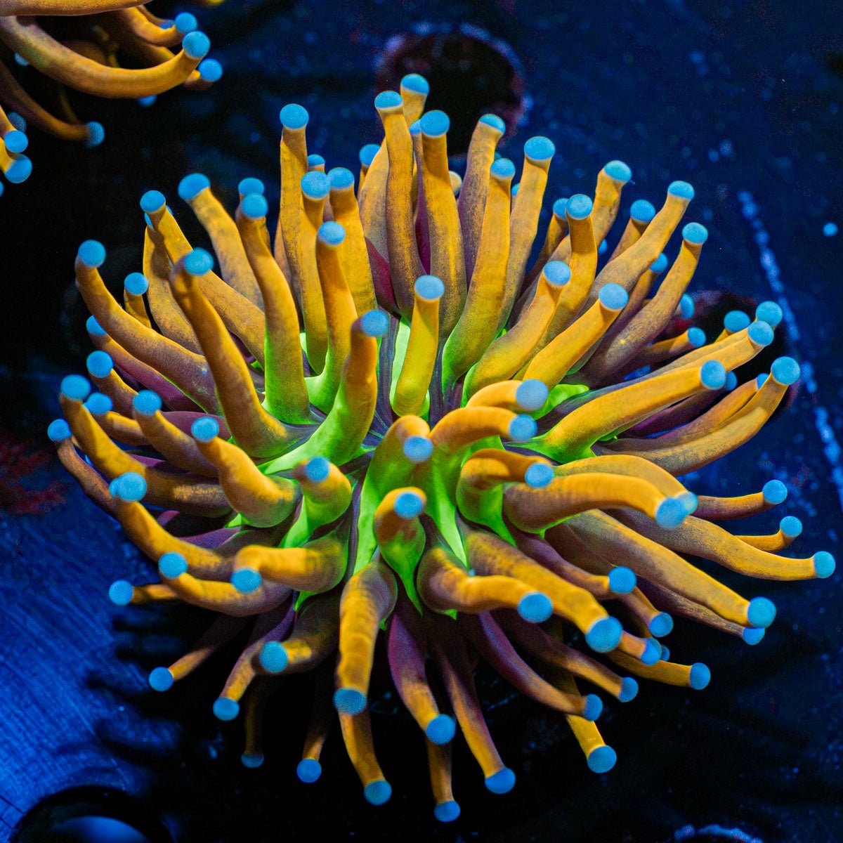 Mardi Gra Torch Euphyllia Coral with flowing tentacles in reef aquarium
