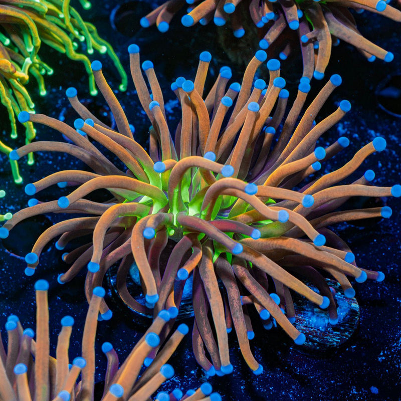 Mardi Gras Torch Euphyllia Coral with flowing tentacles in reef aquarium