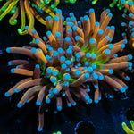 Mardi Gras Torch Euphyllia Coral with flowing tentacles in reef aquarium
