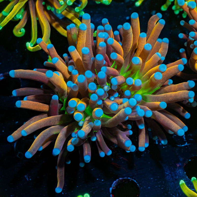 Mardi Gras Torch Euphyllia Coral with flowing tentacles in reef aquarium