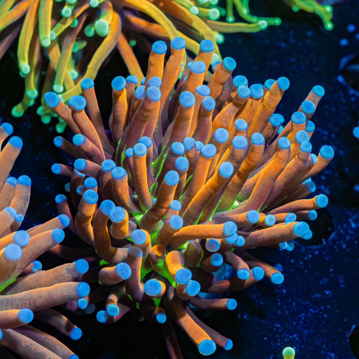 Mardi Gras Torch Euphyllia Coral with flowing tentacles in reef aquarium